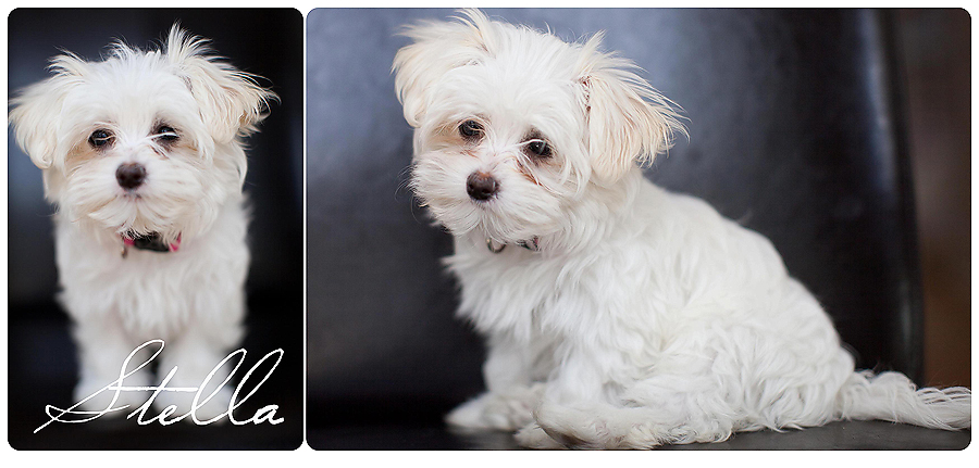 Stella P. {Our Everyday}