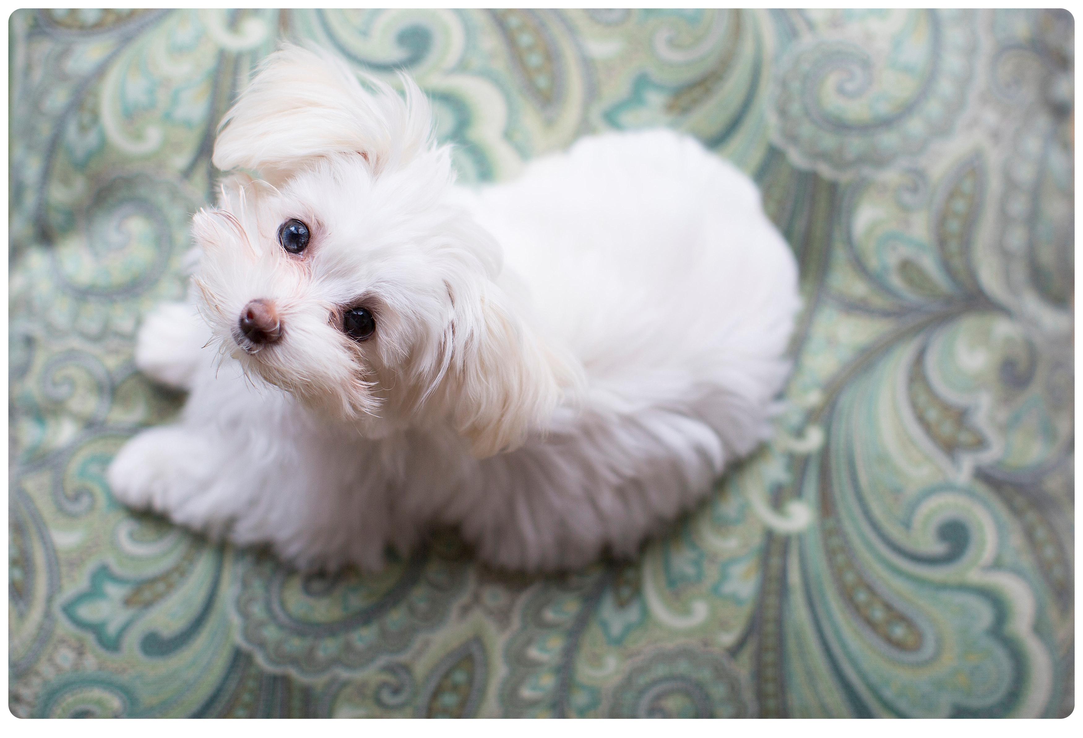 Stella {Our Everyday}