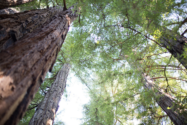 www.PSquaredStudios.com | Big Basin, California | Family Photographer