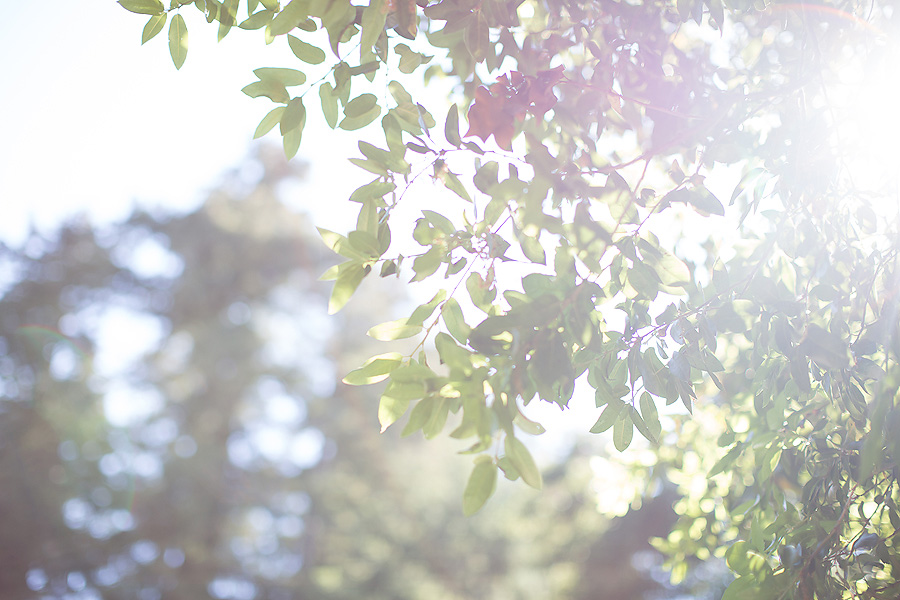 www.PSquaredStudios.com | Big Basin, California | Family Photographer